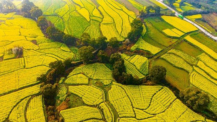 江西萬(wàn)安田園金色油菜花盛開