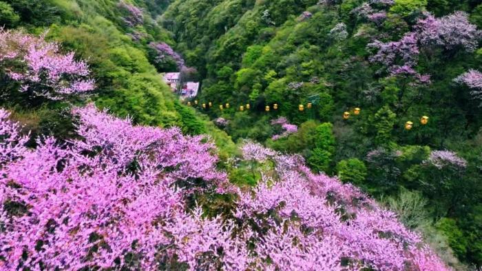 秦嶺腹地漫山紫荊與“彩虹飛瀑”同框